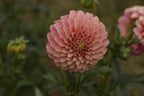 Florelie Oracle