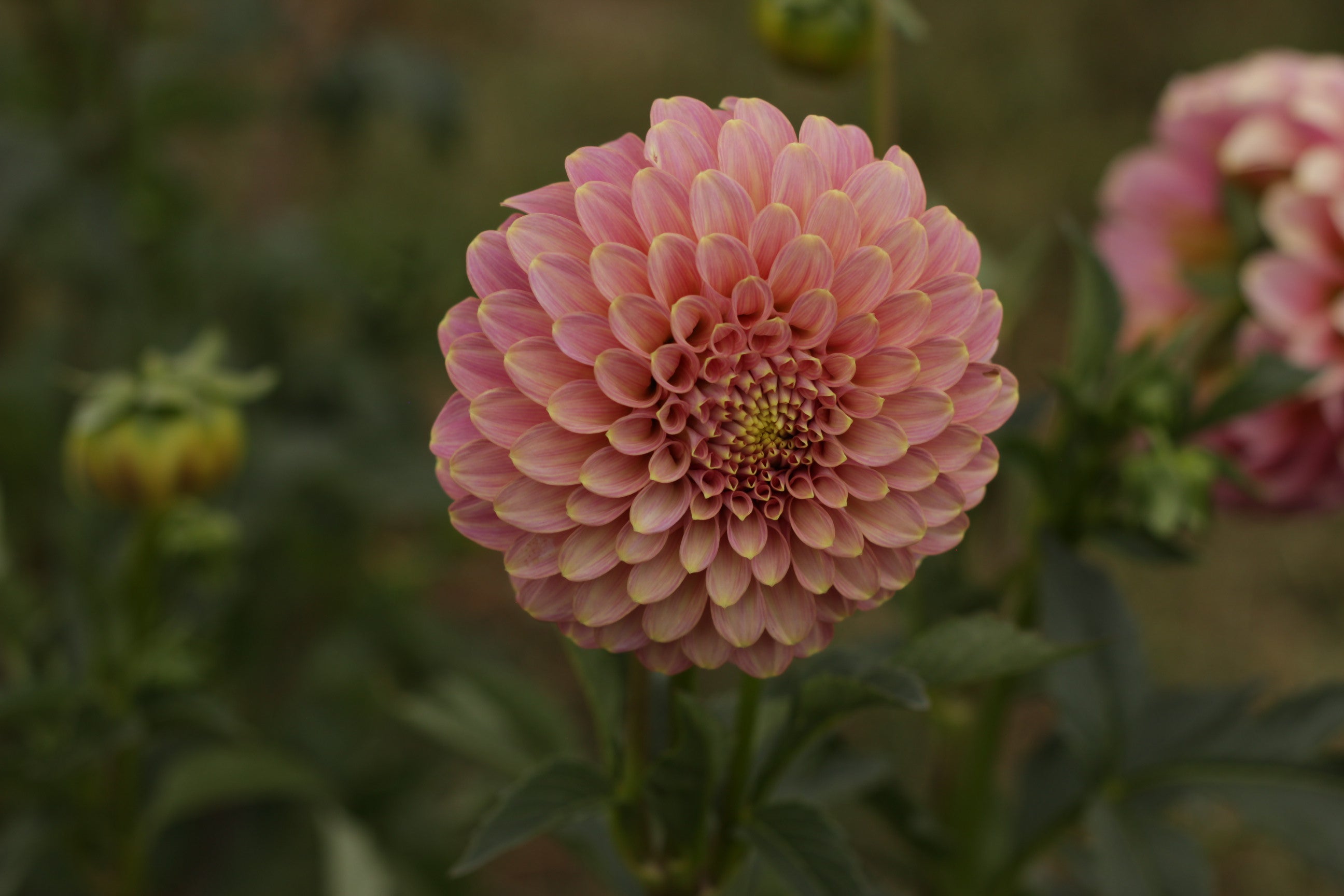 Florelie Oracle