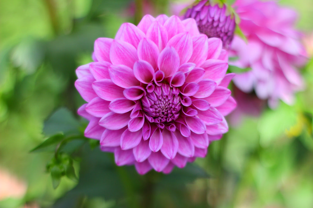 Florelie Jeanette