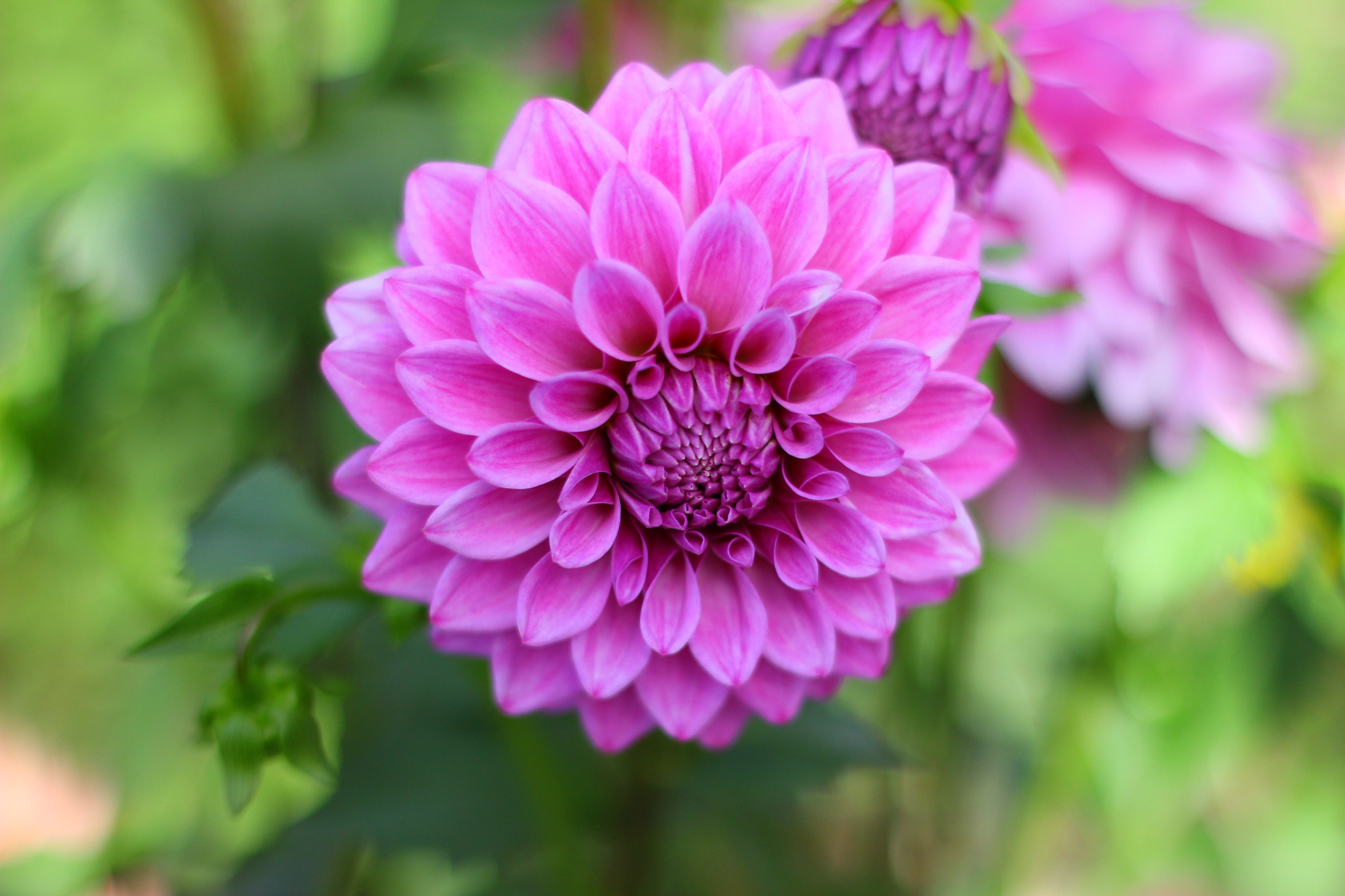Florelie Jeanette