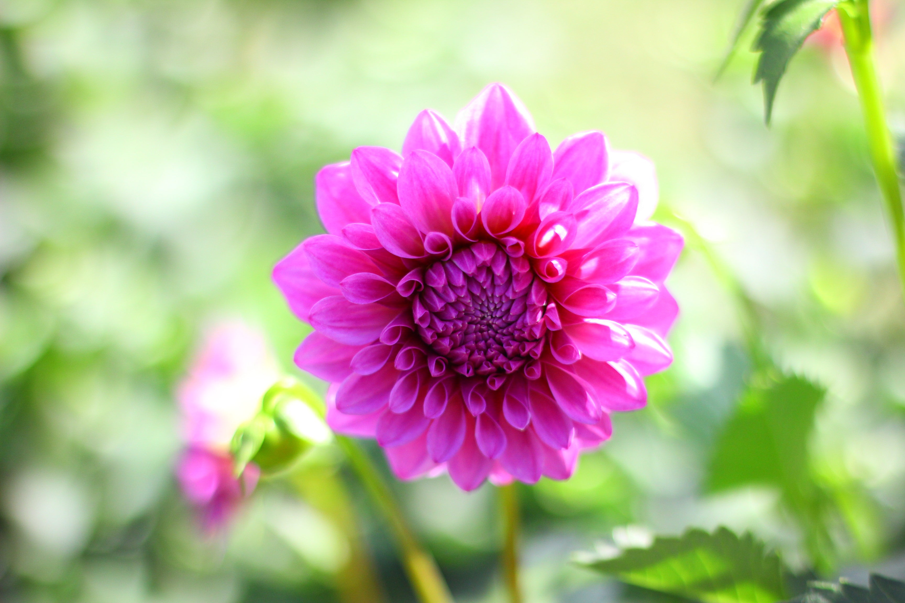 Florelie Jeanette