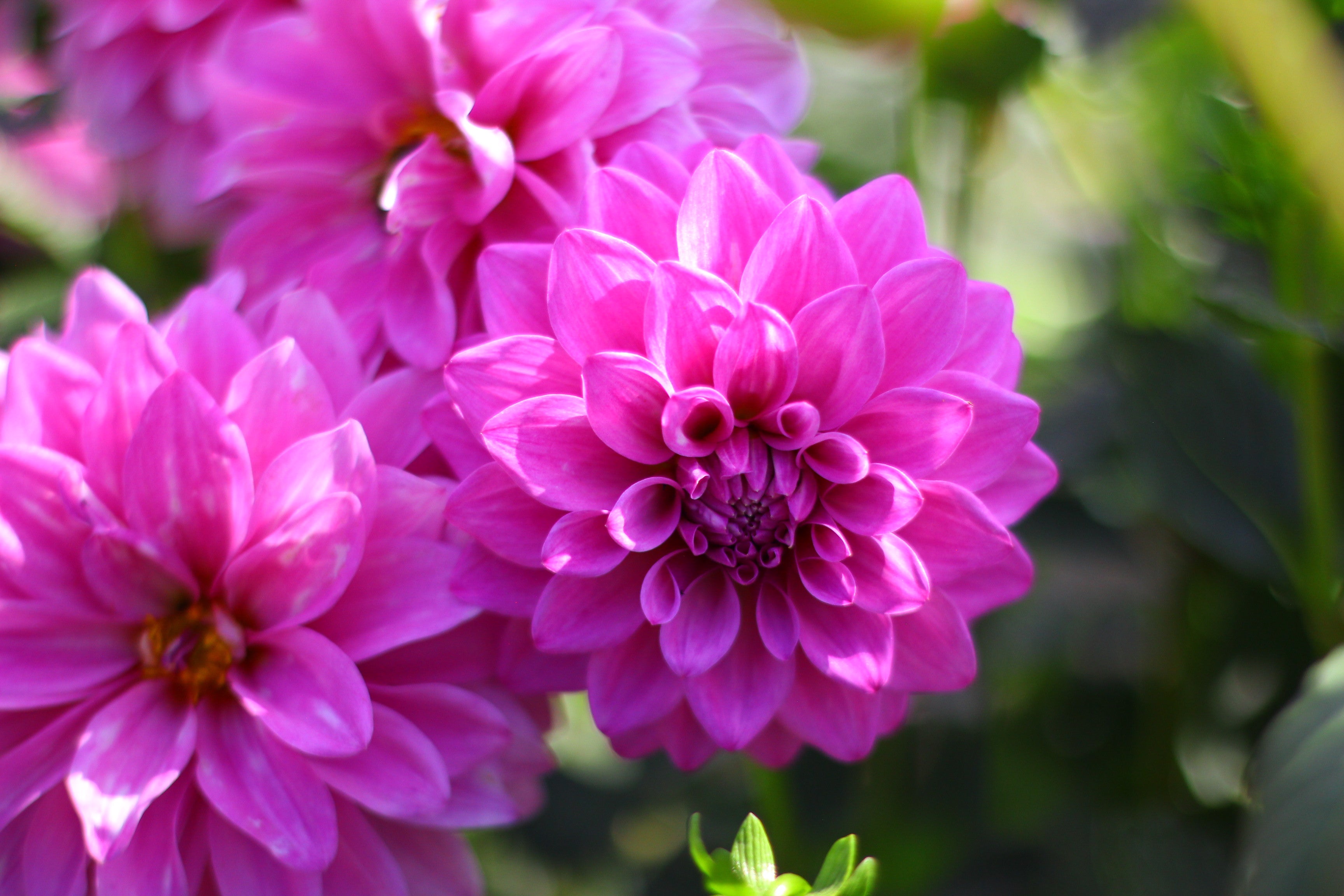 Florelie Jeanette