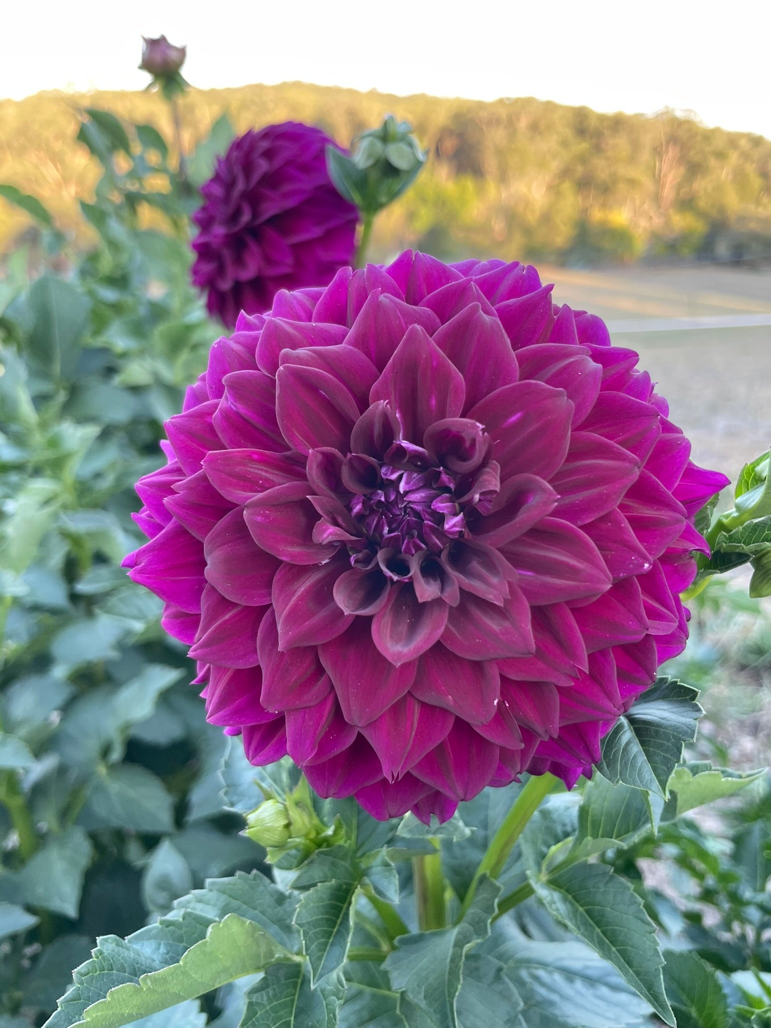 Florelie Bordeaux