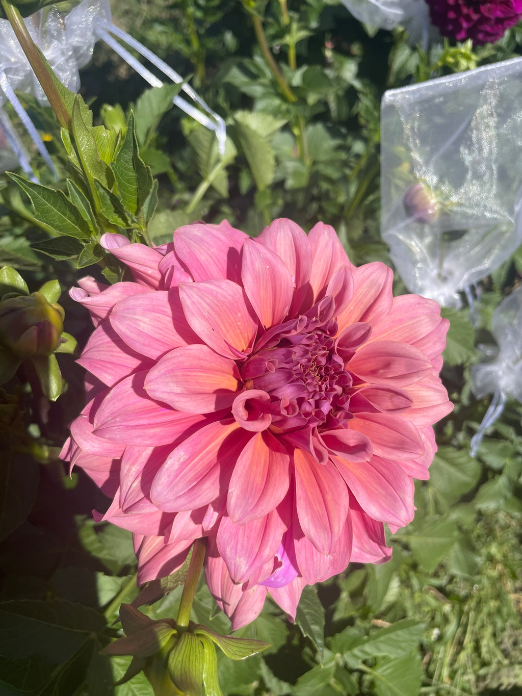 Lileah Caramel Rose