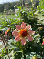 Just Gorgeous - n/a 2025
