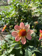 Just Gorgeous - n/a 2025