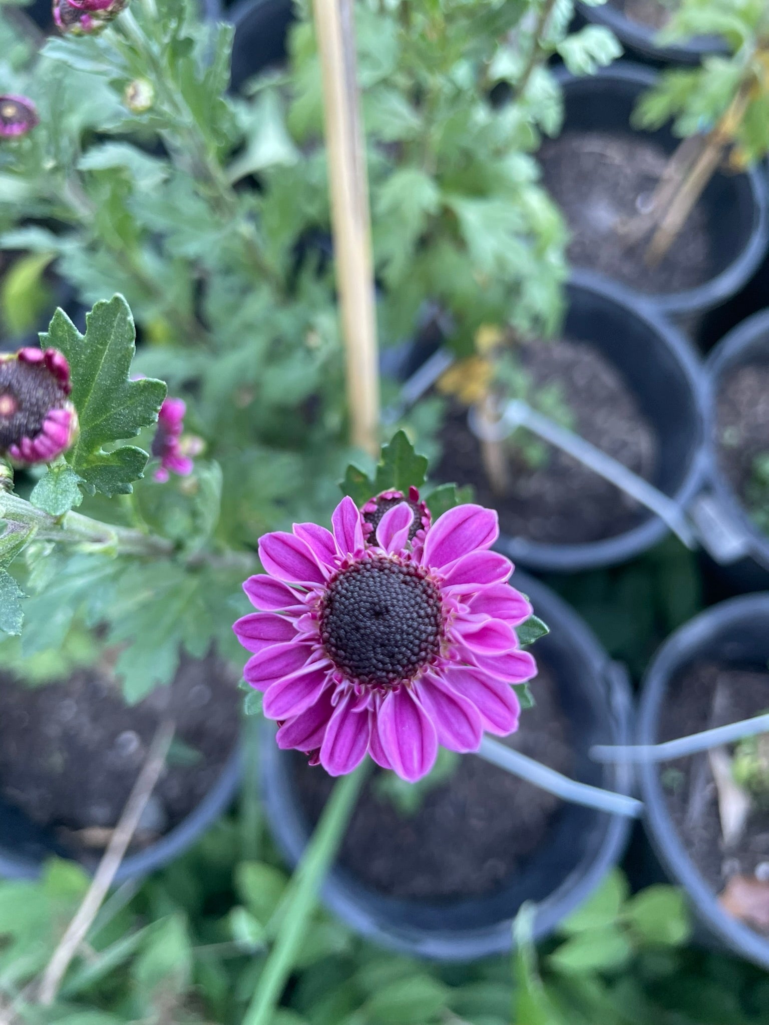 2 Dark eye Purple