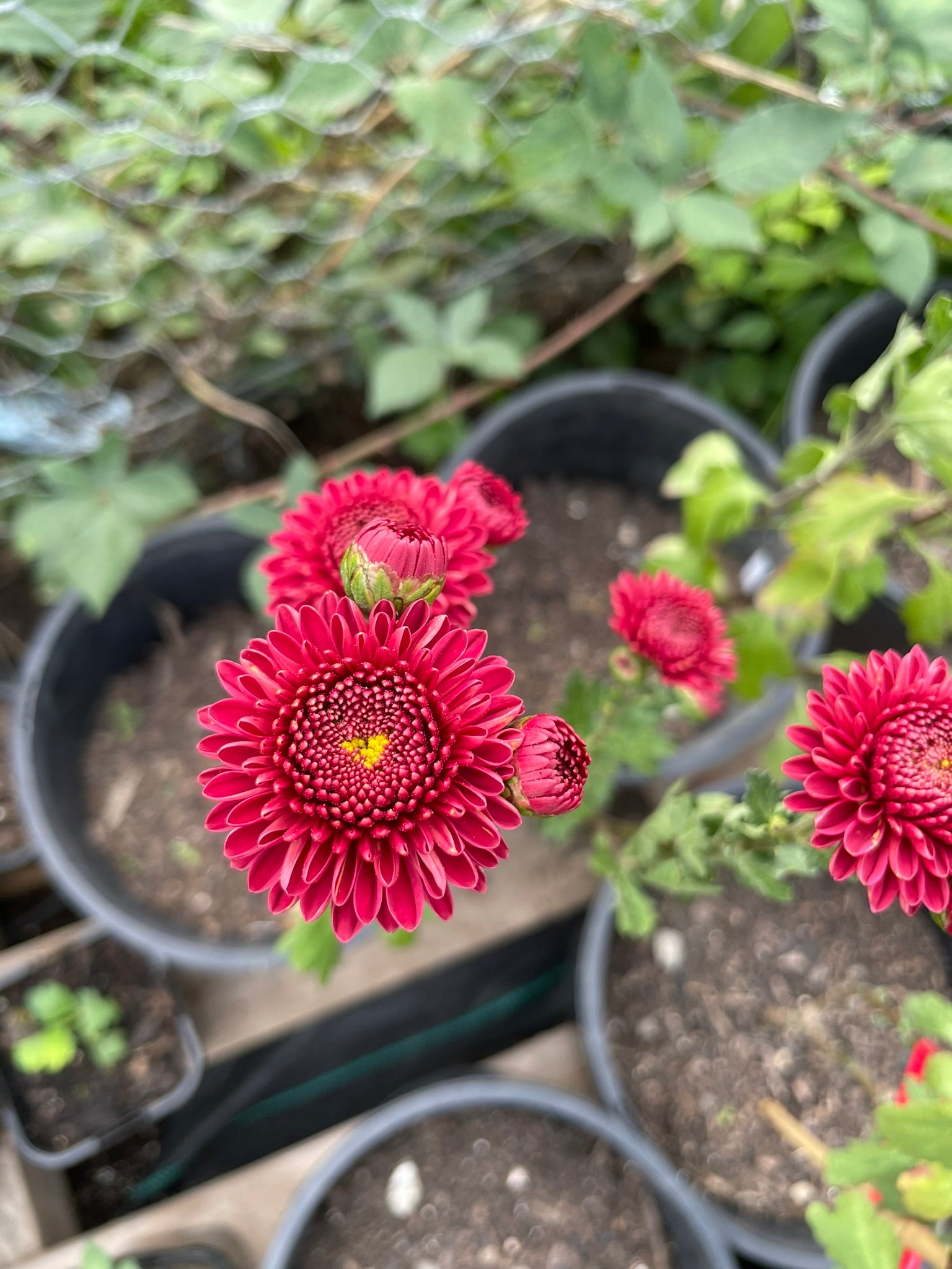 5 Jewel Ruby