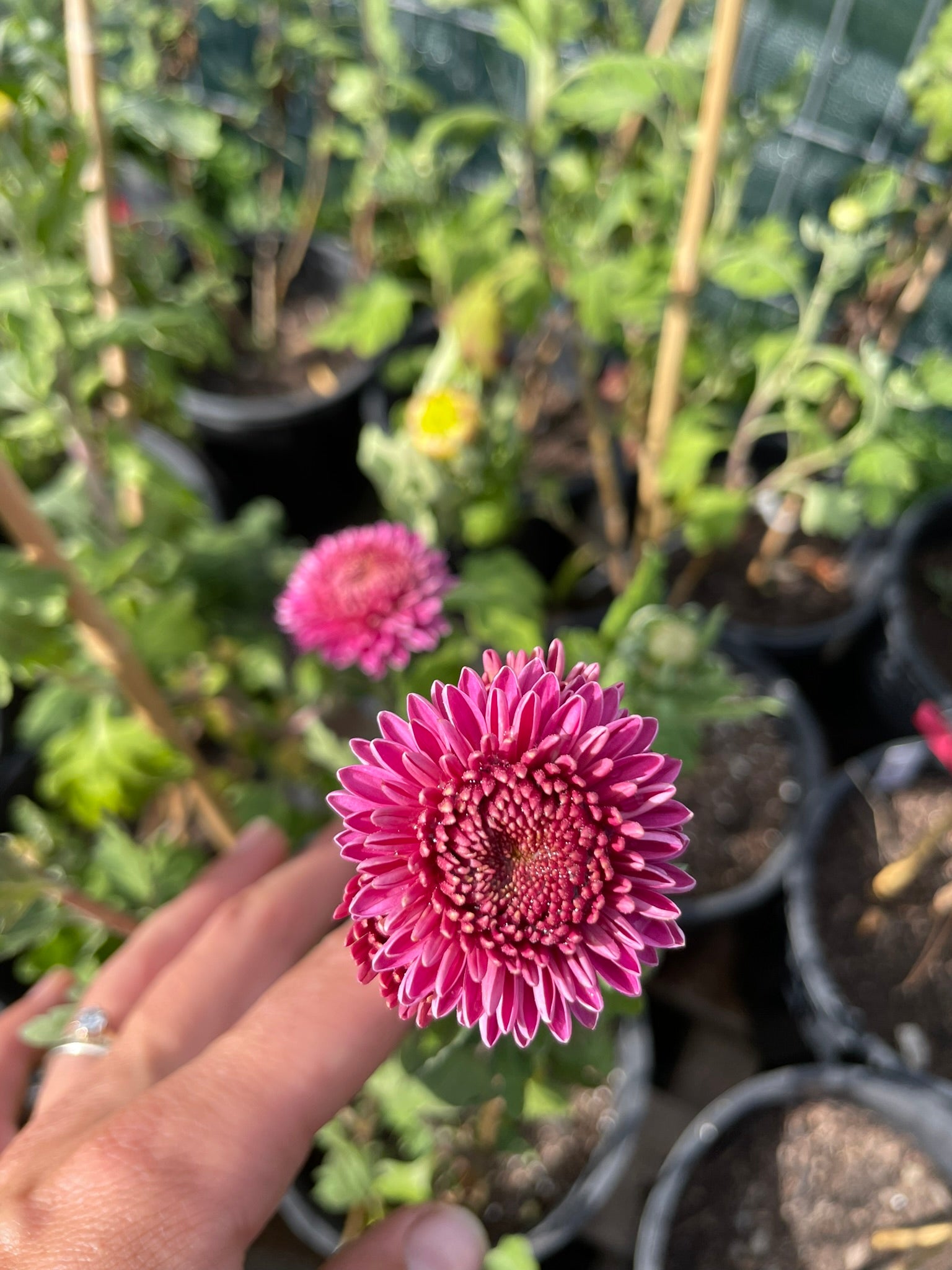 8 Jewel Lilac